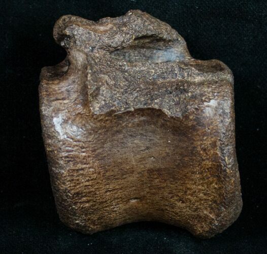 Edmontosaurus (Hadrosaur) Vertebrae - Montana #10263